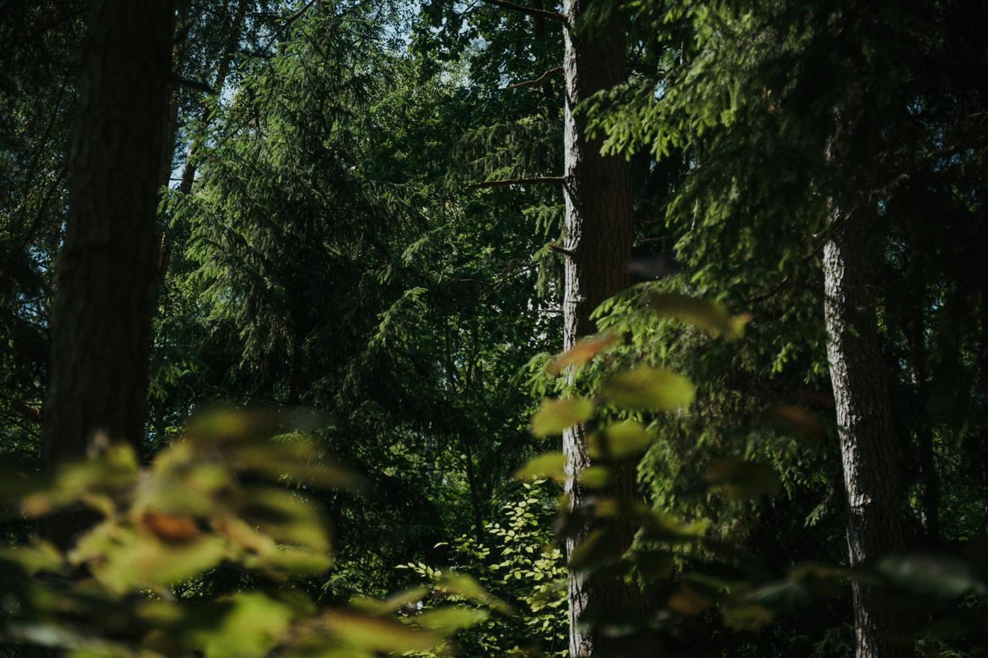 Forest Cabin - 50Min Od Warszawy Wola Polska Eksteriør billede
